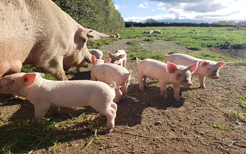 Photo of pig farm