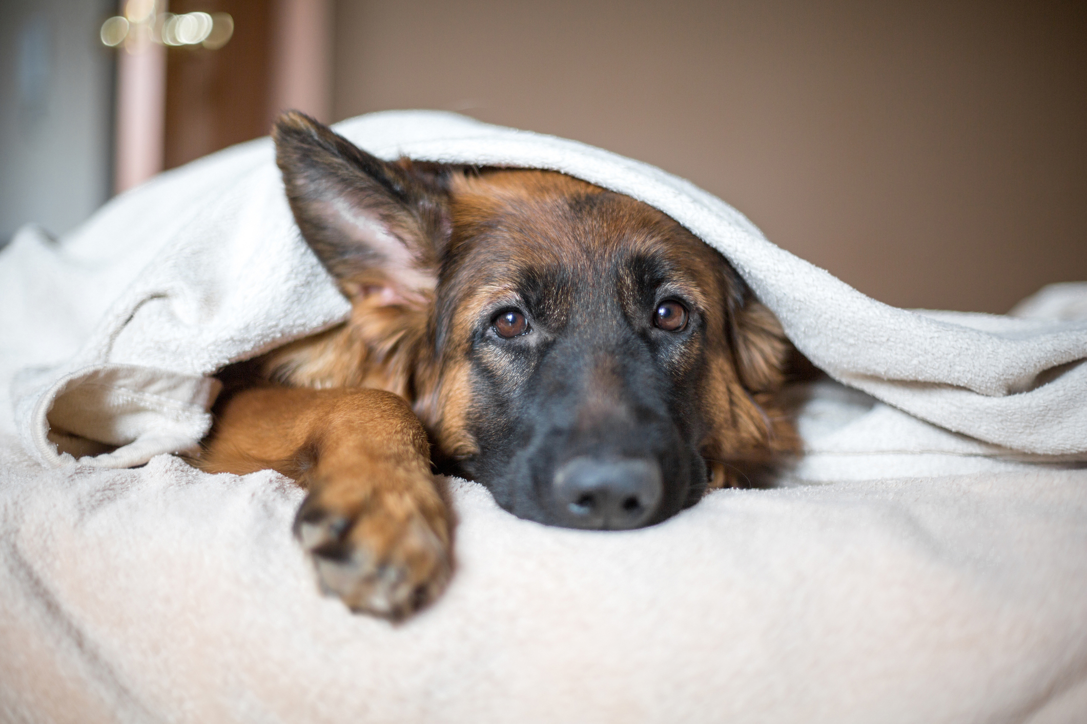 Photo of dog under blanket