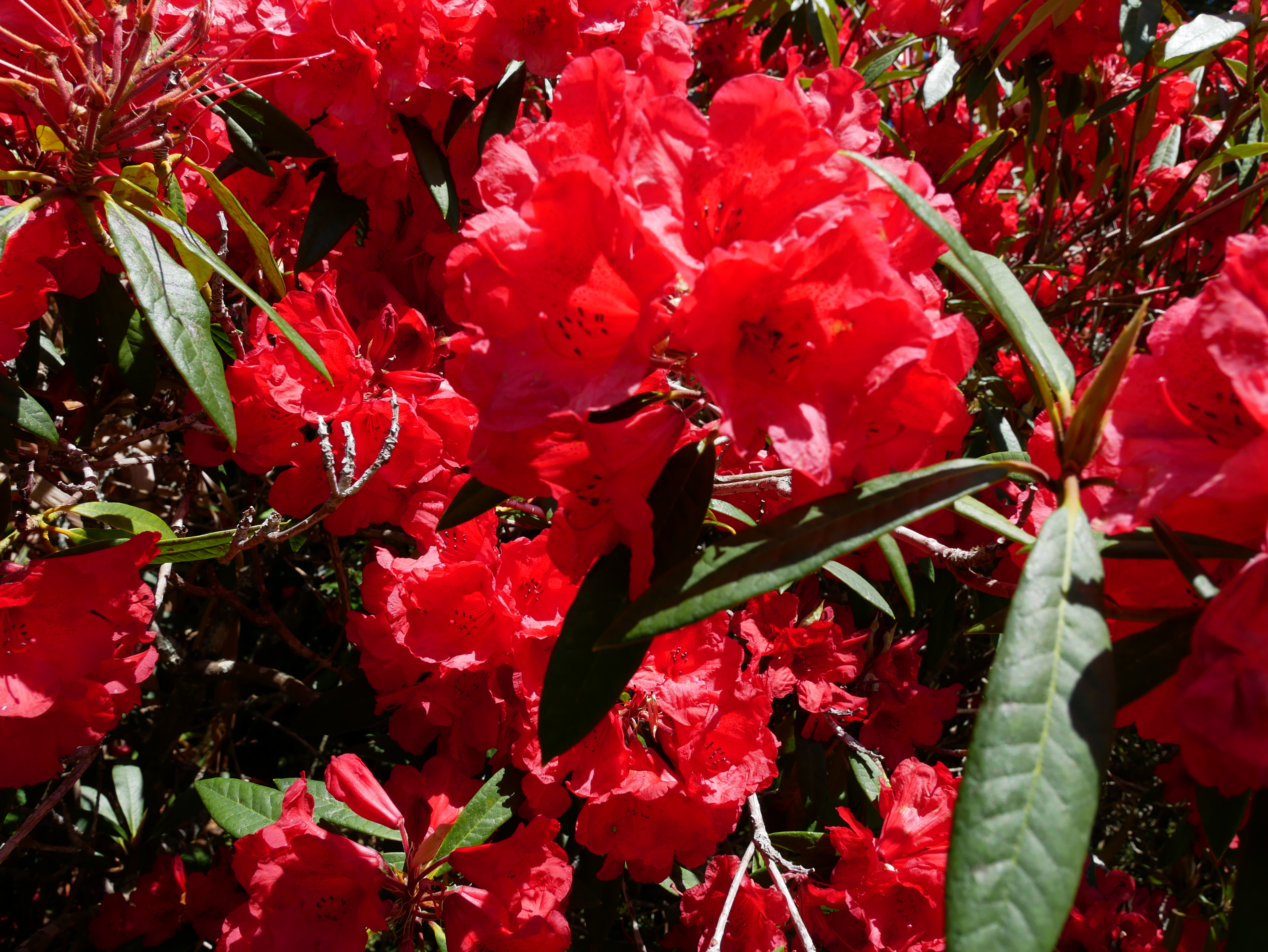 Photo of red flowers