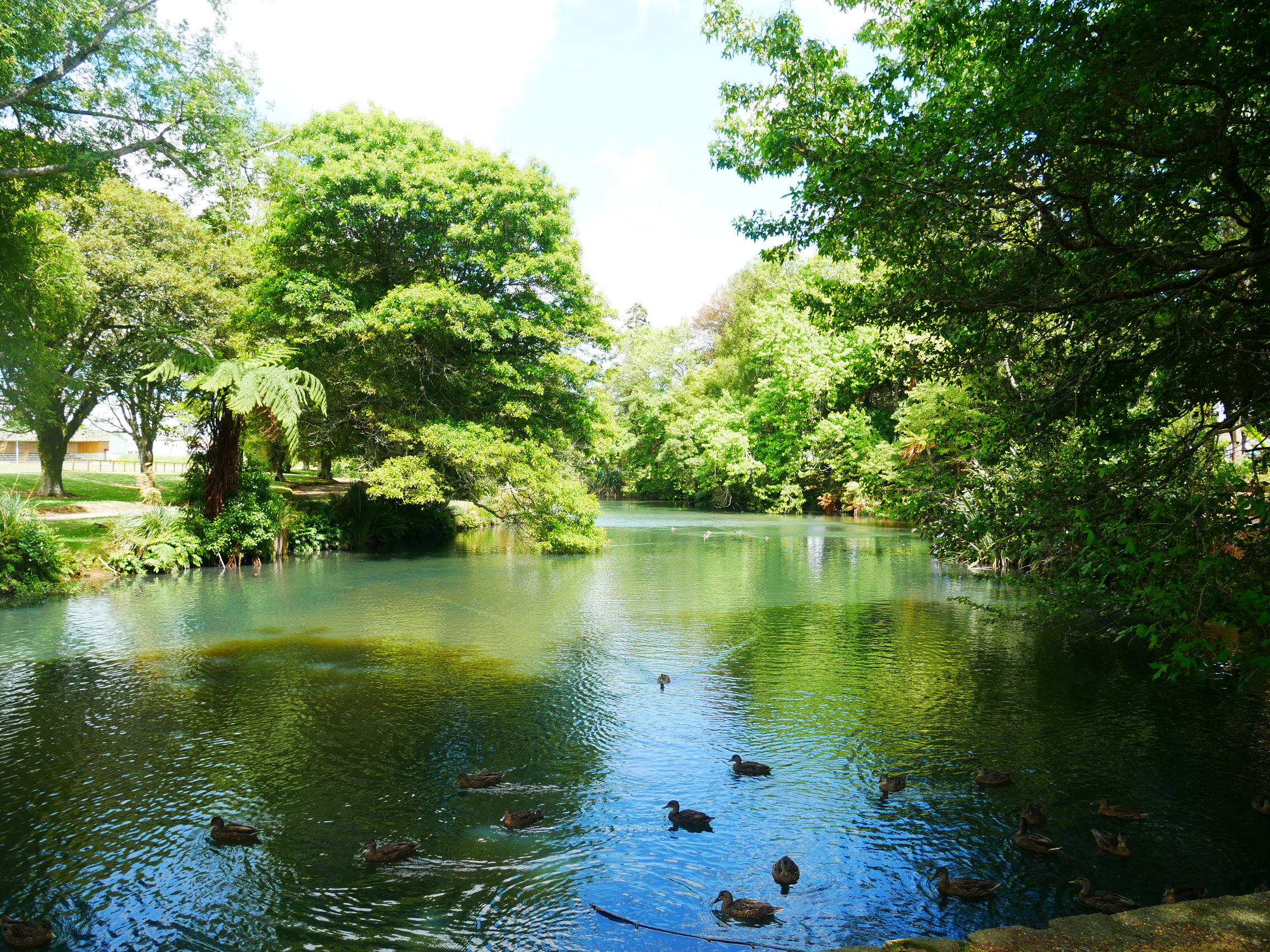 Photo of pond at Victoria Park