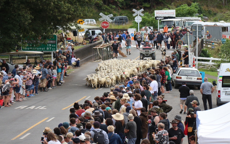 Photo of sheep race in Whangamomona 2021